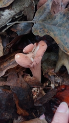 Clavariadelphus americanus