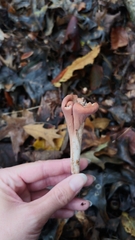 Clavariadelphus americanus