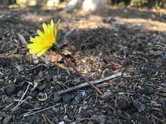 Taraxacum hybernum