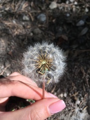 Taraxacum hybernum