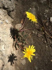 Taraxacum hybernum