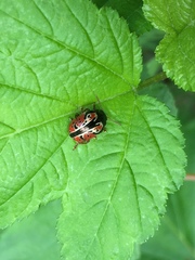 Calligrapha spiraeae
