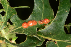 Xanthoteras eburneum