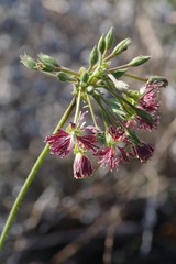 Pelargonium caffrum