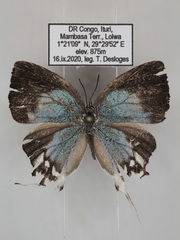 Iolaus timon congoensis