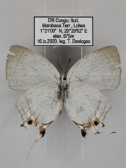 Iolaus timon congoensis