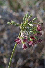 Pelargonium caffrum