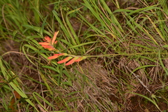 Castilleja patriotica