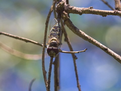 Austroscaeva melanostoma