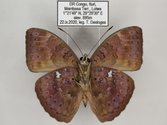 Bebearia languida