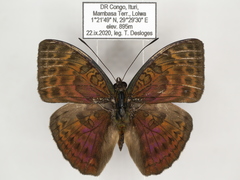 Bebearia languida