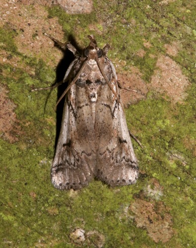Eastern Cactus-boring Moth photo 4