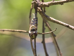 Austroscaeva melanostoma