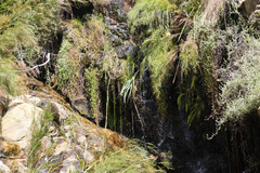 Gladiolus aquamontanus