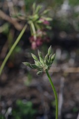 Pelargonium caffrum