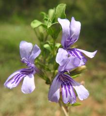 Dyschoriste rogersii