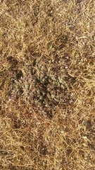 Coryphantha pycnacantha