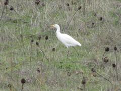 Bubulcus ibis