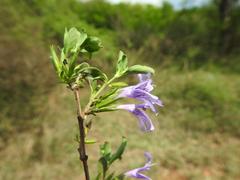 Dyschoriste rogersii