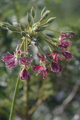 Pelargonium caffrum