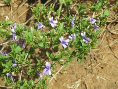 Dyschoriste rogersii