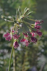 Pelargonium caffrum