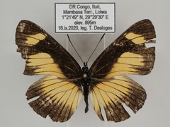 Neptis ochracea ochreata