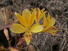 Alstroemeria werdermannii flavicans