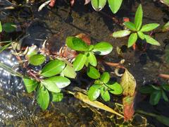 Ludwigia adscendens diffusa