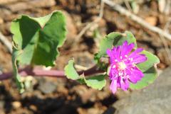 Corbichonia decumbens