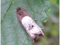 Notocelia cynosbatella