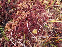 Sphagnum medium