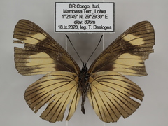 Neptis ochracea ochreata