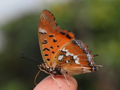 Charaxes jahlusa rex