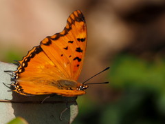 Charaxes jahlusa rex