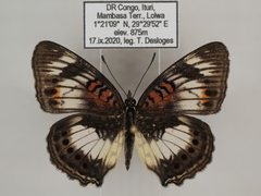 Junonia sophia sophia