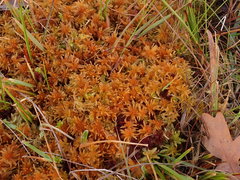 Sphagnum pulchrum