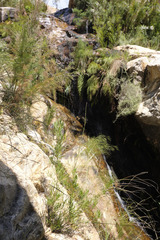 Gladiolus aquamontanus