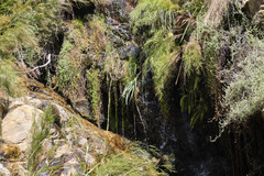 Gladiolus aquamontanus