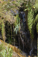 Gladiolus aquamontanus
