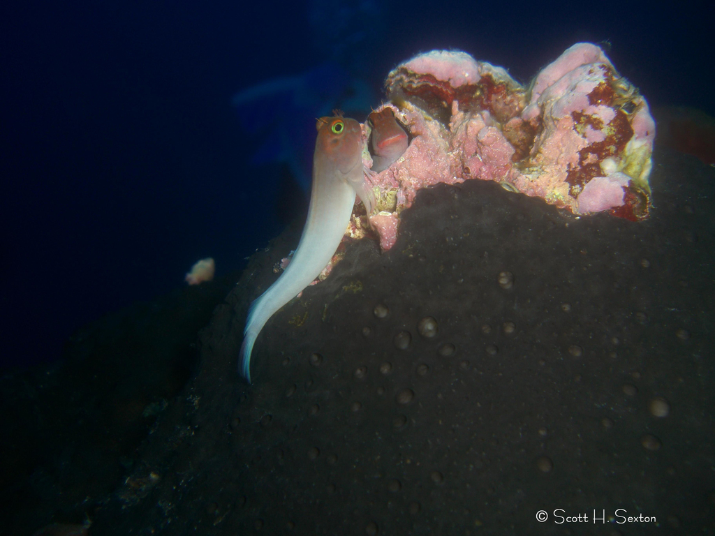 Photo of Redlip blenny (Ophioblennius macclurei)