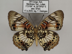 Junonia sophia sophia