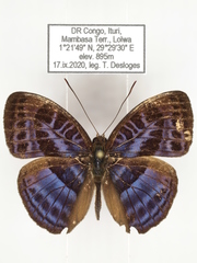 Euriphene goniogramma