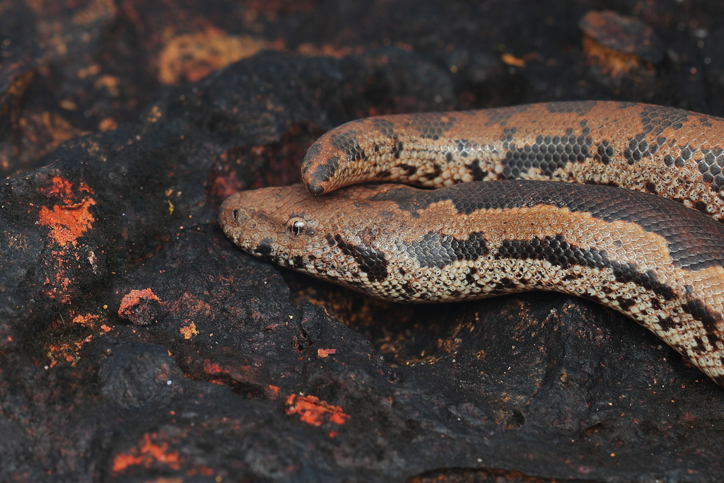 Whitaker's Sand Boa