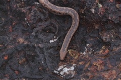 Eryx whitakeri