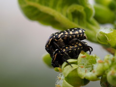 Oxythyrea testaceoguttata