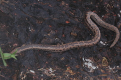 Eryx whitakeri
