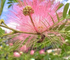 Apis mellifera