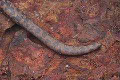 Eryx whitakeri