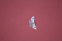 Idaea asceta